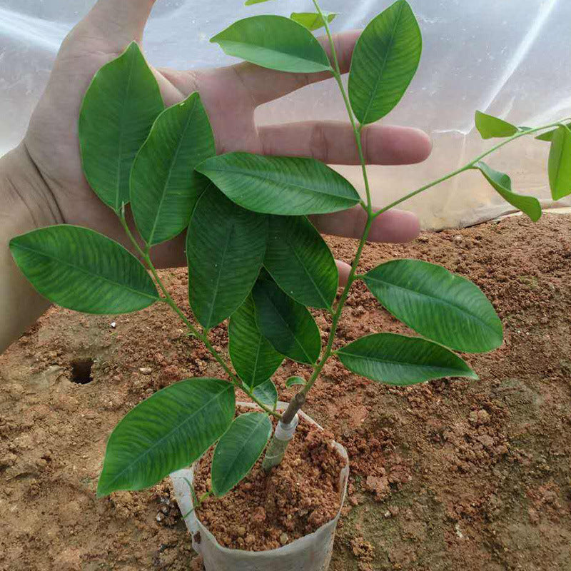 In-Stock Non-Woven Fabric Nursery Bags, Nursery Container Bags, Nutrient Bags, Tree Seedling Cups, Planting Bags, Biodegradable - image 2